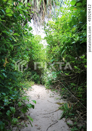 A green tunnel that follows the beach on Ikeijima, Uruma City, Okinawa Prefecture 48926412