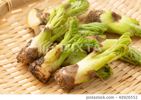 塔拉的芽 48926552