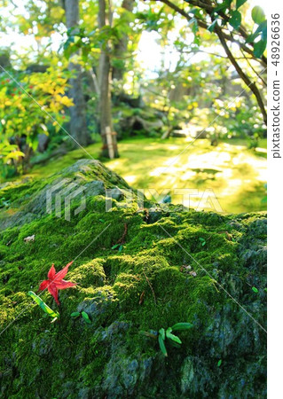 綠色青苔和紅色秋葉在光束 48926636