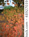 Autumn leaves of Koishikawa Botanical Garden 48927039