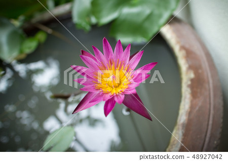 Purple water lily flower or lotus flower in the Purple water lily flower or lotus flower in the 48927042