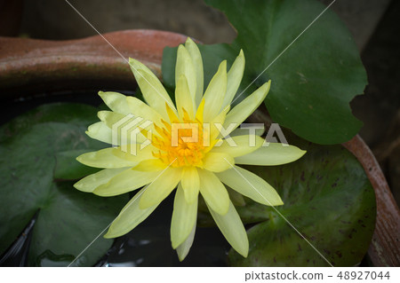 Yellow water lily flower or lotus flower in the Yellow water lily flower or lotus flower in the 48927044