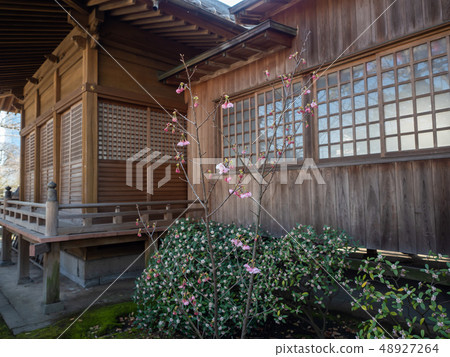 Spring visit-Flowering of cherry blossoms (Oita Fuuchi Castle) Spring visit-Flowering of cherry blossoms (Oita Fuuchi Castle) 48927264