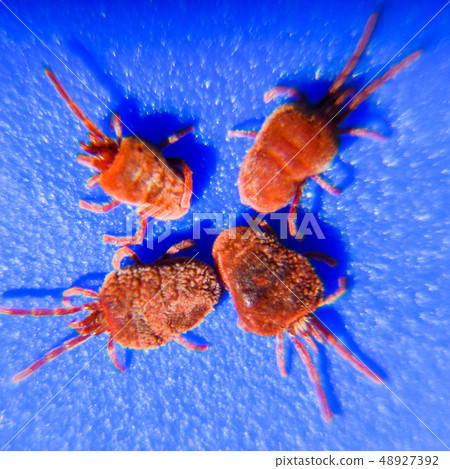 Arthropod mites on a blue background 48927392