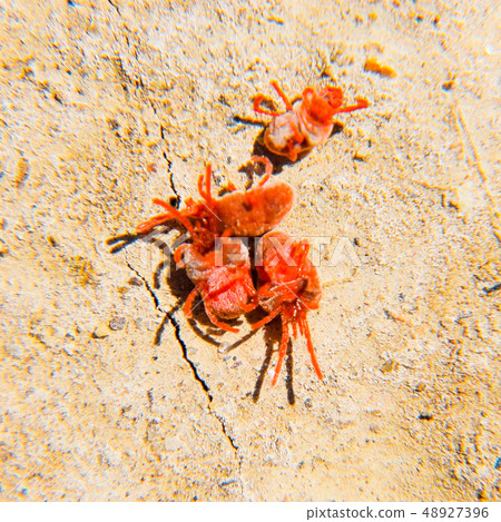 Arthropod mites on the ground 48927396