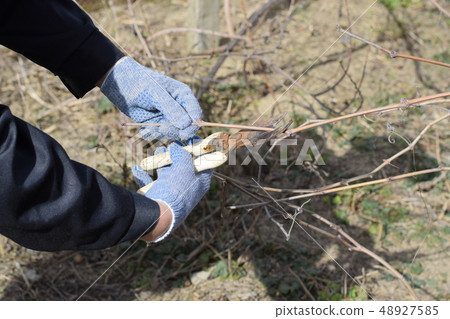 Pruning grapevine pruners. 48927585
