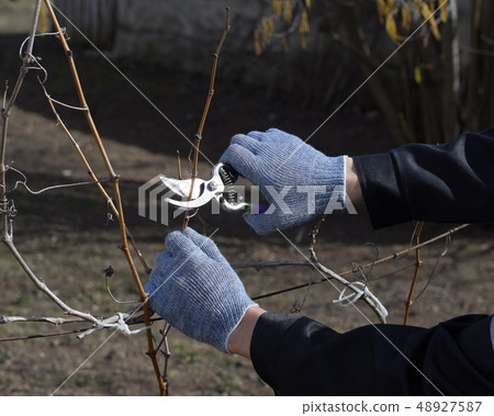 Pruning grapevine pruners. Pruning grapevine pruners. 48927587