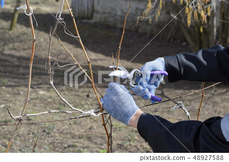 Pruning grapevine pruners. Pruning grapevine pruners. 48927588