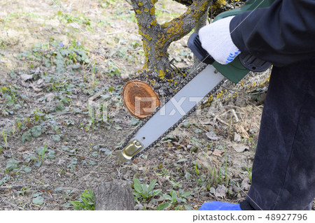 man cut down an electric saw. The stump of saw cut man cut down an electric saw. The stump of saw cut 48927796