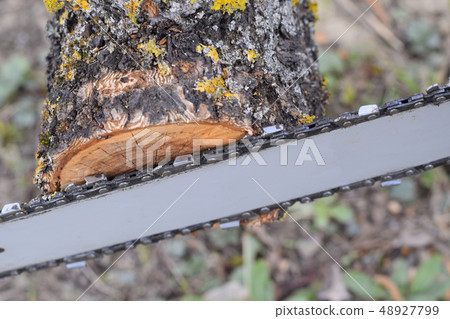 sawn electric sawing tree sawn electric sawing tree 48927799