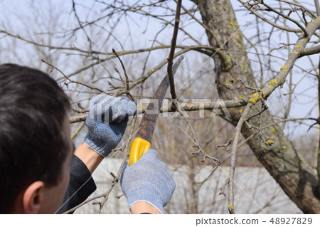 Cutting a tree branch with a hand garden saw. 48927829