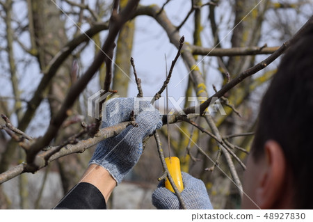 Cutting a tree branch with a hand garden saw. 48927830