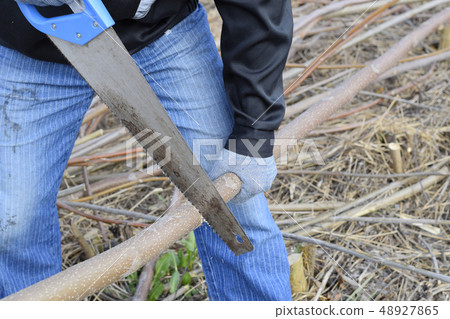 man saws sawing tree branch. Wood sawing with a 48927865
