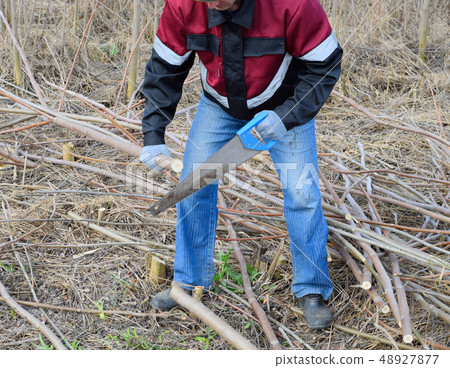 man saws sawing tree branch. Wood sawing with a man saws sawing tree branch. Wood sawing with a 48927877
