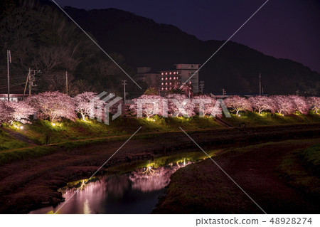 [Kawazu Sakura Minamiizu Town Light-up] 48928274