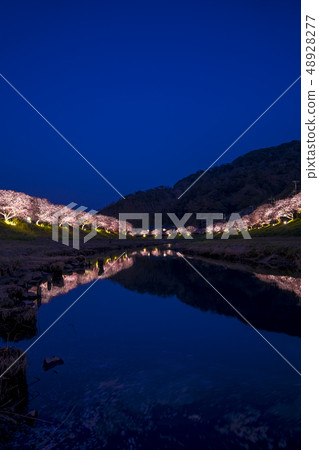 [Kawazu Sakura Minamiizu Town Light-up] 48928277