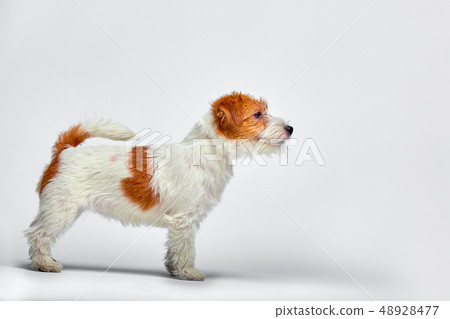 Jack Russell Terrier puppy on white background, copy space Jack Russell Terrier puppy on white background, copy space 48928477