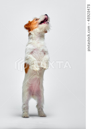 Jack Russell Terrier standing on its hind legs on a white background, copy space Jack Russell Terrier standing on its hind legs on a white background, copy space 48928478