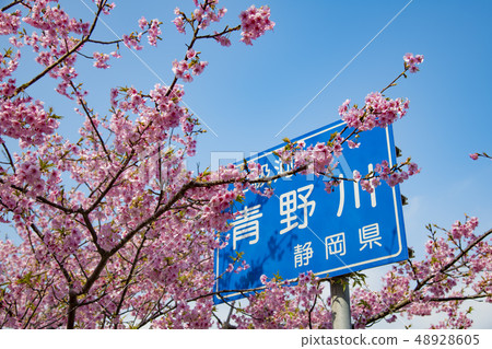 [Kawazu Sakura Minamiizu Town] 48928605