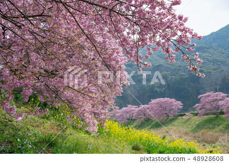 [河津櫻南水町] 48928608