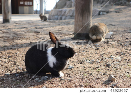 Okunoshima兔子 Okunoshima兔子 48928667