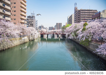 [岡川真喜吉野] 48928836