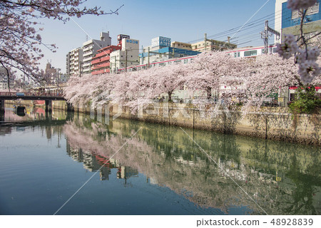[Ookagawa Somei Yoshino] 48928839