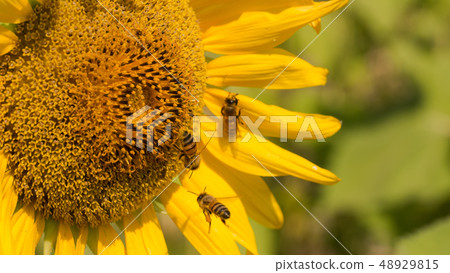 Bees are collecting nectar from sunflower.  48929815