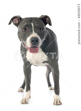 american staffordshire terrier 48930071