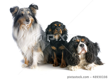 three dogs 48930108