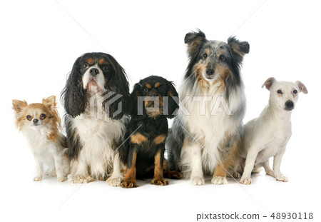 five dogs five dogs 48930118