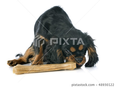 puppy cavalier king charles 48930122