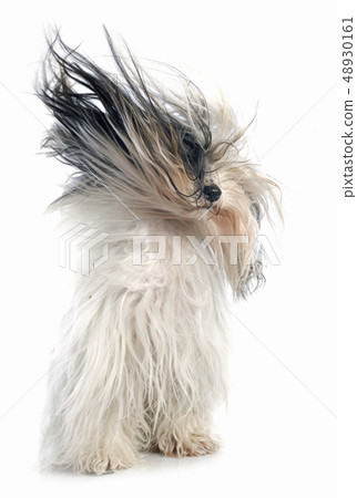 Tibetan terrier Tibetan terrier 48930161
