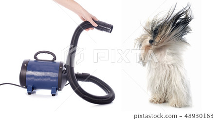 hair dryer for dog hair dryer for dog 48930163