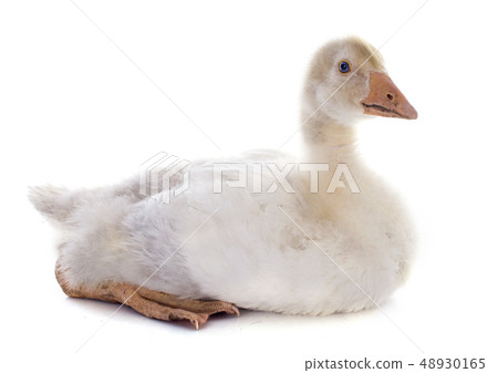 gosling gosling 48930165