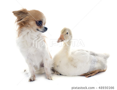 gosling and chihuahua 48930166