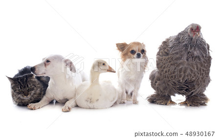 five animal five animal 48930167