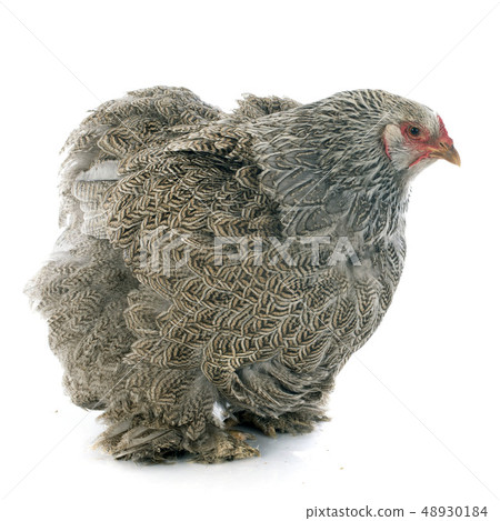 brahma chicken brahma chicken 48930184