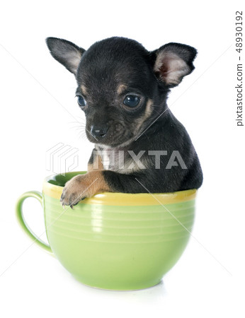 puppy chihuahua 48930192