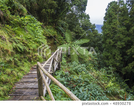 Wooden footbridge in tropical forest with moss and tree ferns and footpath hiking trail near furnas Wooden footbridge in tropical forest with moss and tree ferns and footpath hiking trail near furnas 48930278