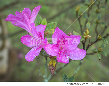 Close up view of pink Autumn Royalty Encore Azalea flower with water dew drops, selective focus Close up view of pink Autumn Royalty Encore Azalea flower with water dew drops, selective focus 48930280