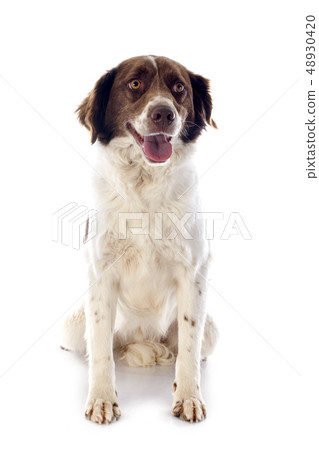 french spaniel french spaniel 48930420