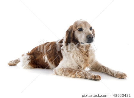 brittany spaniel brittany spaniel 48930421