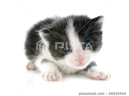 blacl and white kitten blacl and white kitten 48930444