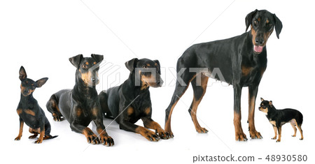 black dogs 48930580