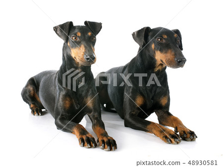 Manchester terriers Manchester terriers 48930581