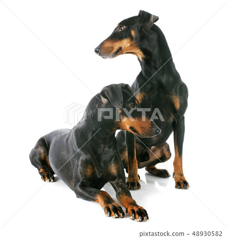 Manchester terriers Manchester terriers 48930582