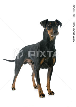 Manchester terrier Manchester terrier 48930583