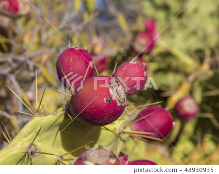 close up ripen red Indian fig opuntia tropic cactus fruit on plant prickly pear on green background 48930935