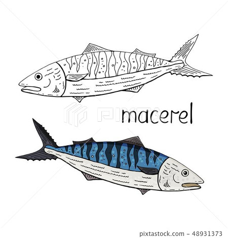 Hand drawn tuna  fish  black and white and color  48931373